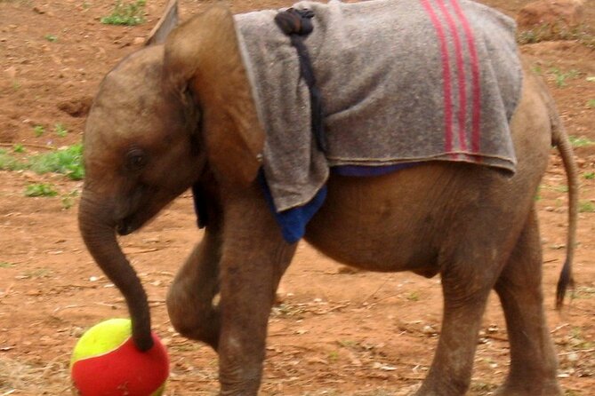 David Sheldrick Elephant Orphanage Half-Day Tour in Nairobi - Your Half-Day at Sheldrick Wildlife Trust, what it feels like