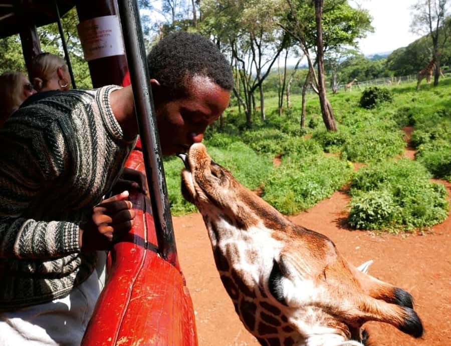 David Sheldrick Wildlife Trust & Giraffe Center with Lunch - Your day starts with a real Nairobi pickup rhythm