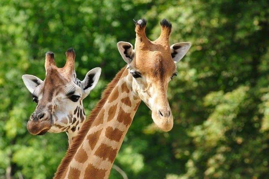 David Sheldrick Wildlife Trust & Giraffe Center with Lunch - Timing, getting the best views, and how to make it feel personal