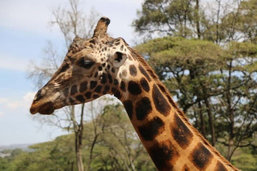 David Sheldrick Wildlife Trust & Giraffe Center with Lunch - Who should book this, and who might feel better skipping