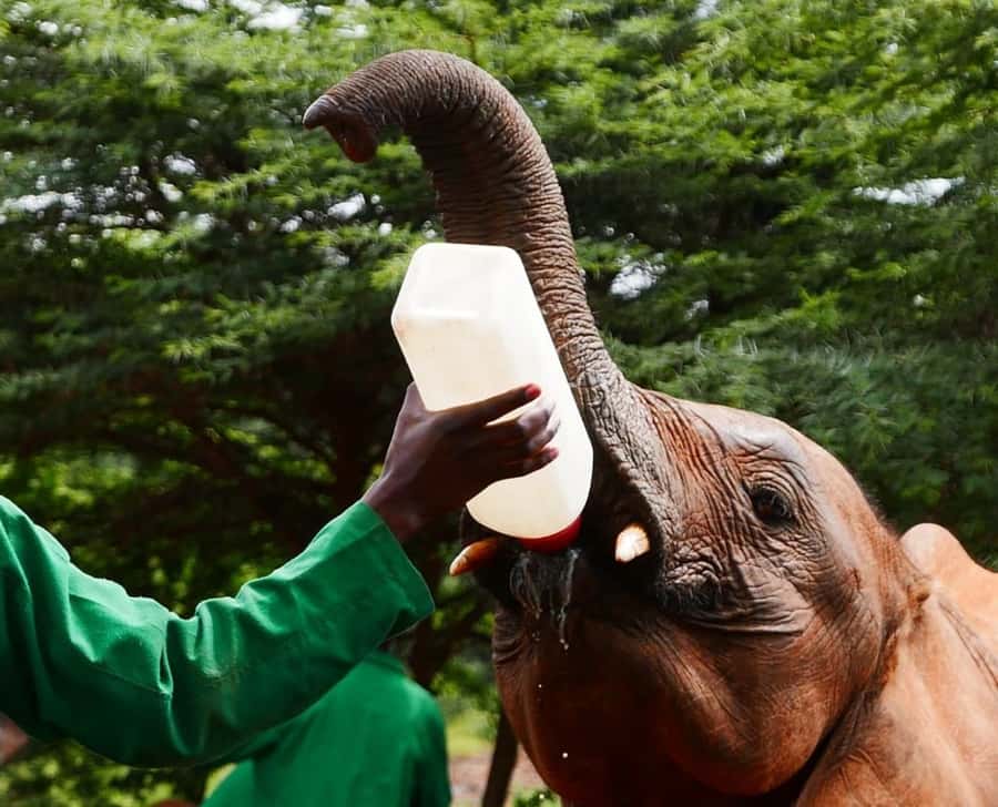 David Sheldrick Wildlife Trust & Giraffe Center with Lunch - Should you book it?