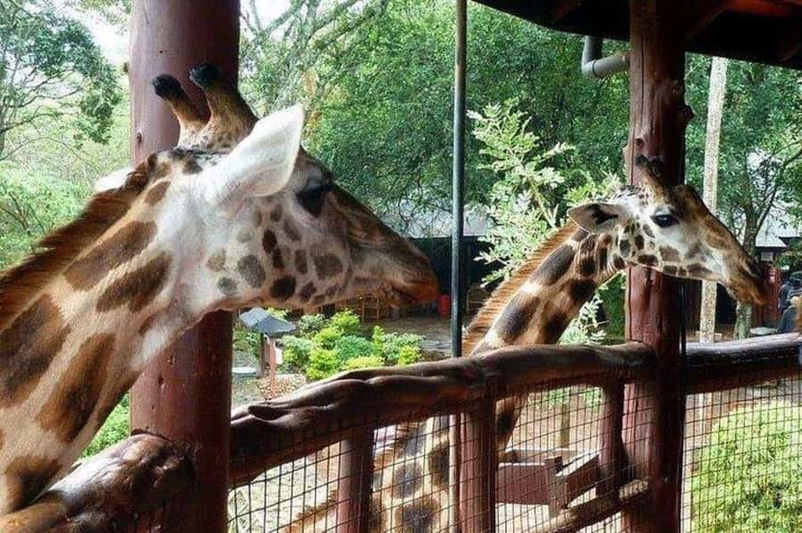 David Sheldrick Wildlife Trust & Giraffe Center with Lunch - FAQ