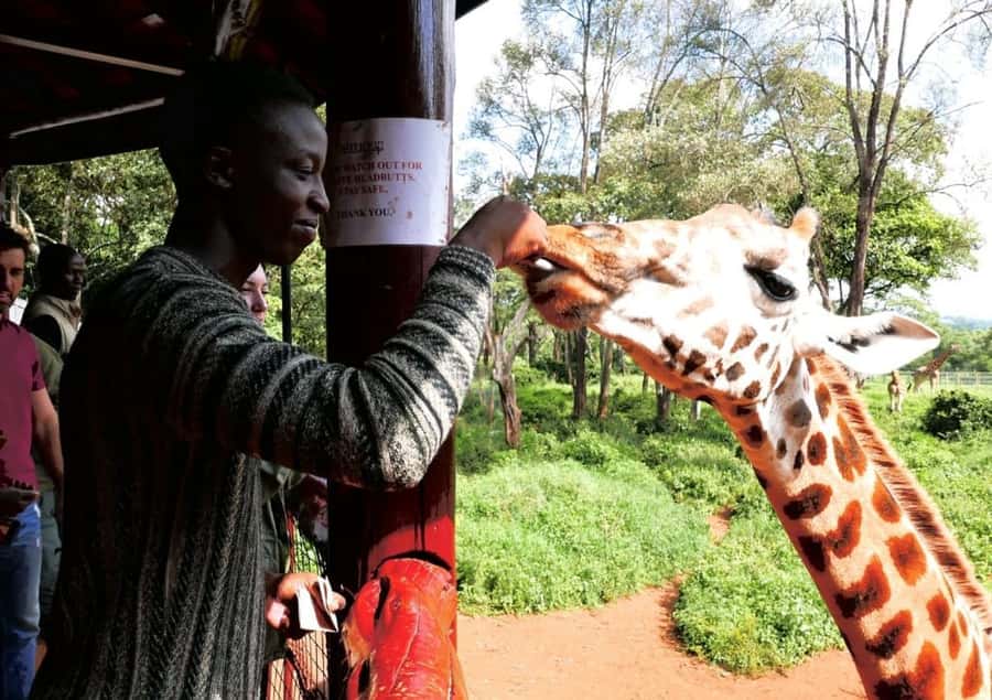 David Sheldrick Wildlife Trust & Giraffe Center with Lunch - David Sheldrick Giraffe Center, feeding time, and that unforgettable close approach