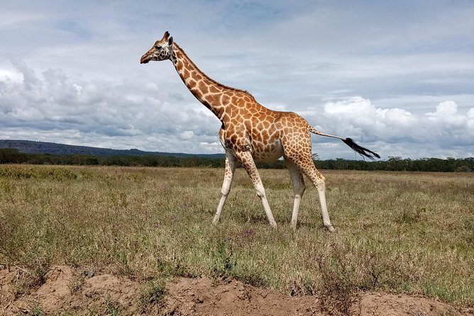 Day Safari; Amboseli National Park from Nairobi. - Mt Kilimanjaro Views and Observation Hill: More Than Just Driving