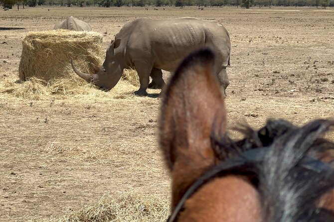 Day safari to Olpejeta Rhino conservancy - White rhino viewing with a guided ranger drive close to the rhino family