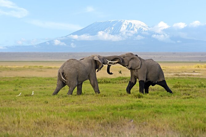 Day Tour - Amboseli National Park From Nairobi - Key highlights that matter on this Amboseli day tour