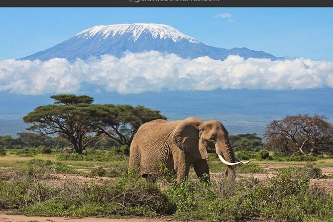 Day Tour - Amboseli National Park From Nairobi - From Nairobi to Amboseli in a single day: time you can actually use
