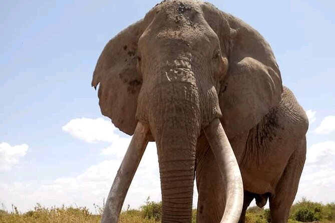 Day Tour - Amboseli National Park From Nairobi - Wildlife and birding: mammals plus 400+ bird species