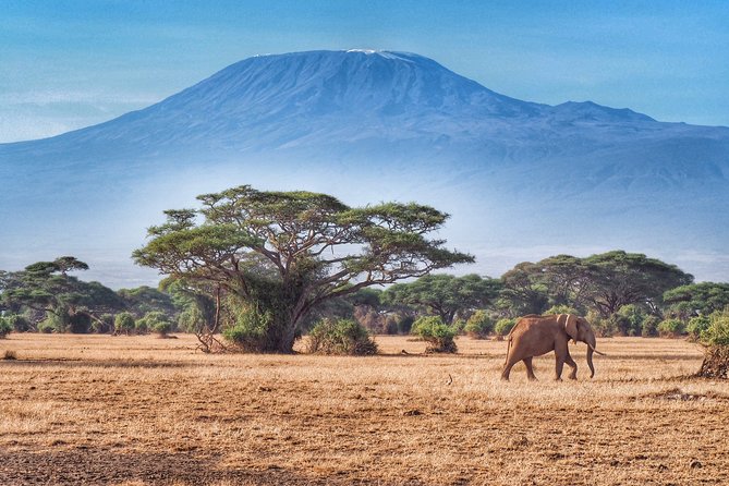 Day Tour - Amboseli National Park From Nairobi - Lunch realities and the cost puzzle you should confirm