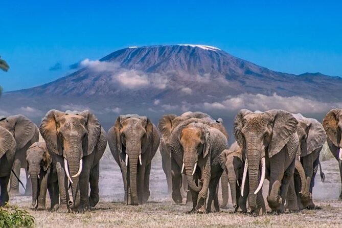 Day Tour - Amboseli National Park From Nairobi - Optional Maasai Tribe village visit: choose your own pace