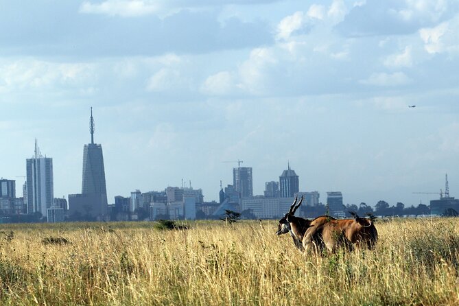 Day Tour at Nairobi National Park and Giraffe Centre - Nairobi National Park close to town, not far away