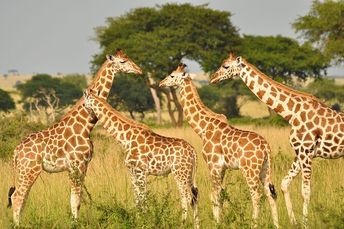 Day Tour at Nairobi National Park and Giraffe Centre - Kobe Beads Factory option: meeting makers and buying souvenirs with purpose