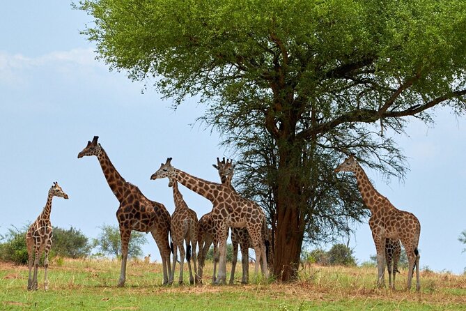Day Tour at Nairobi National Park and Giraffe Centre - Price and value: what $78 really covers, plus the entrances