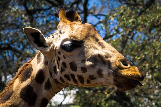 Day Tour at Nairobi National Park and Giraffe Centre - What sightings to expect, and what not to count on