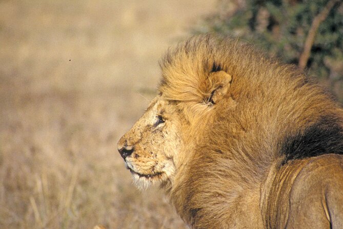 Day Tour at Nairobi National Park and Giraffe Centre - Who this tour fits best in your Nairobi plan