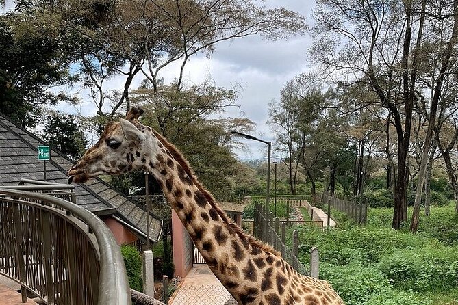 Day Tour at Nairobi National Park and Giraffe Centre - The 11:00 am exit, lunch break, and heading toward the centre