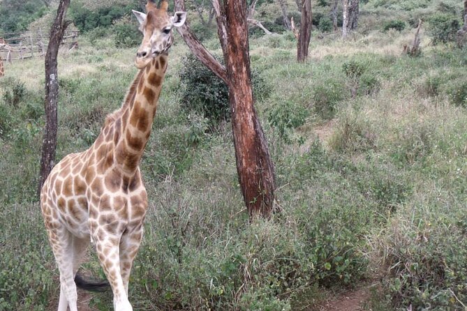 Day Tour Giraffe Center, Karen blixen and Lunch at Carnivore - How the Private Format Changes Your Day