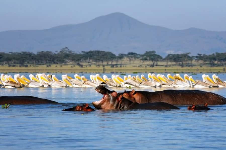 Day tour Hells gate and lake Naivasha from Nairobi - Key takeaways before you go