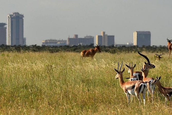 Day Tour Nairobi Museum, Giraffe Centre & Nairobi National Park - What to pack for comfort on a Nairobi wildlife day