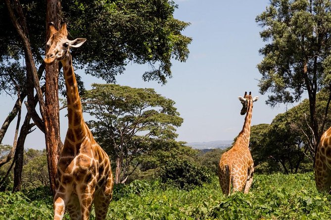 Day Tour Nairobi Museum, Giraffe Centre & Nairobi National Park - Giraffe Centre: close encounters plus real conservation context