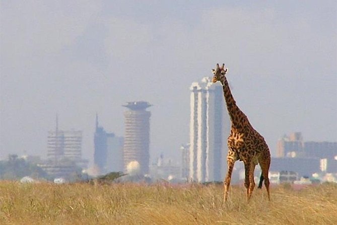 Day Tour Nairobi National Park - Key highlights I’d pencil in first