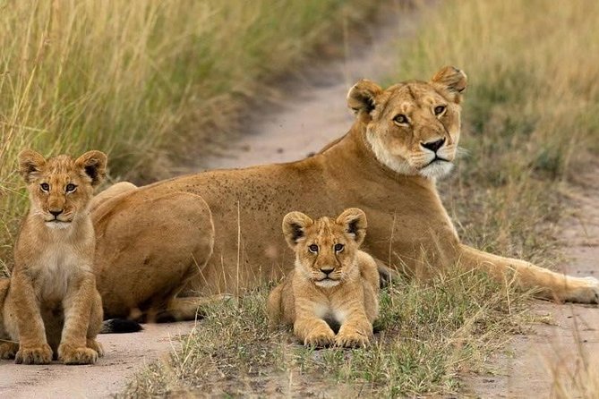 Day Tour Nairobi National Park - Nairobi National Park in One Day, and Why That Matters