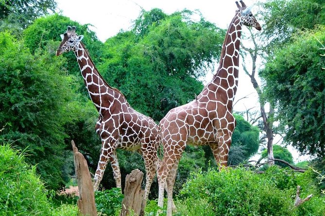 Day Tour Nairobi National Park - Animal Orphanage and Conservation Meaning, Not Just Sightseeing