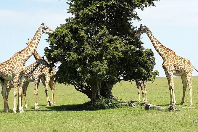 Day Tour Nairobi National Park - Wildlife Etiquette That Actually Helps Your Day