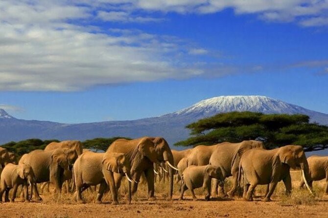 Day Tour to Amboseli National Park - Nairobi to Amboseli, Why the 5:00 am Start Is the Real Deal