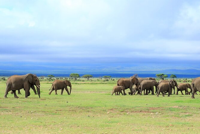 Day Tour to Amboseli National Park - The Drive Through Savanna and Maasai Country, More Than Just Getting There