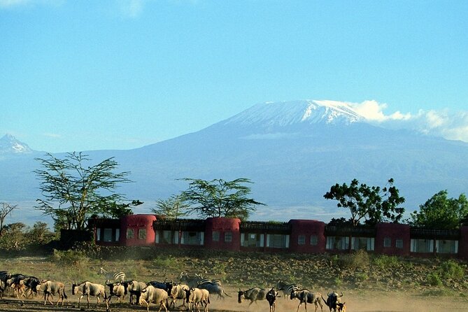 Day Tour to Amboseli National Park - The Amboseli Eco-System Stop, Where More Wildlife Energy Comes From