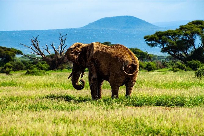 Day Tour to Amboseli National Park - Observation Hill, The One Walk That Changes Your Perspective
