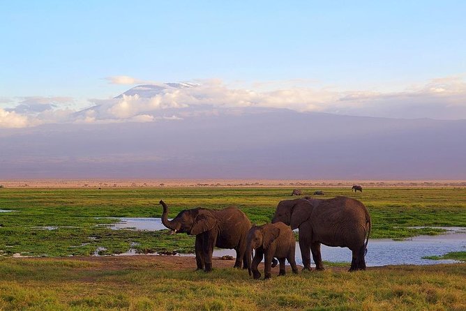 Day Tour to Amboseli National Park - Lunch at OLTUKAI Lodge, How the Break Keeps the Day Comfortable