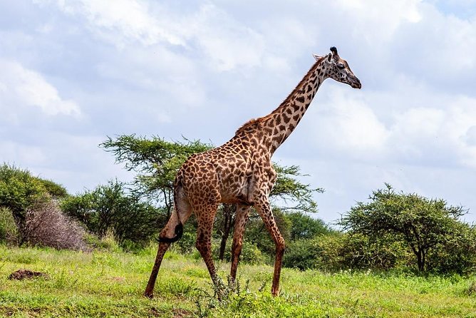 Day Tour to Amboseli National Park - Price and Value, What Your $310 Buys You