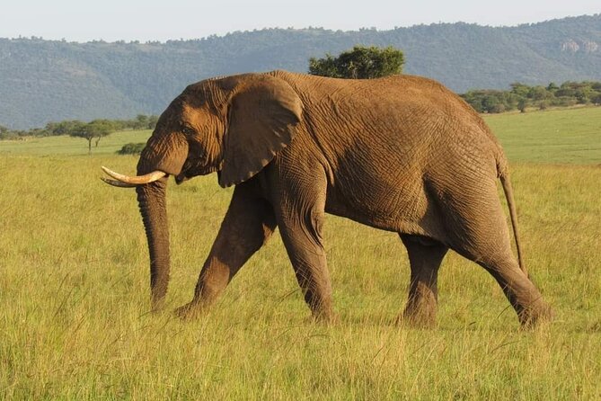 Day Tour To Amboseli National Park From Nairobi - Key highlights you will care about