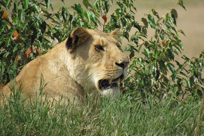 Day Tour To Amboseli National Park From Nairobi - Why Amboseli makes the long Nairobi drive worth it