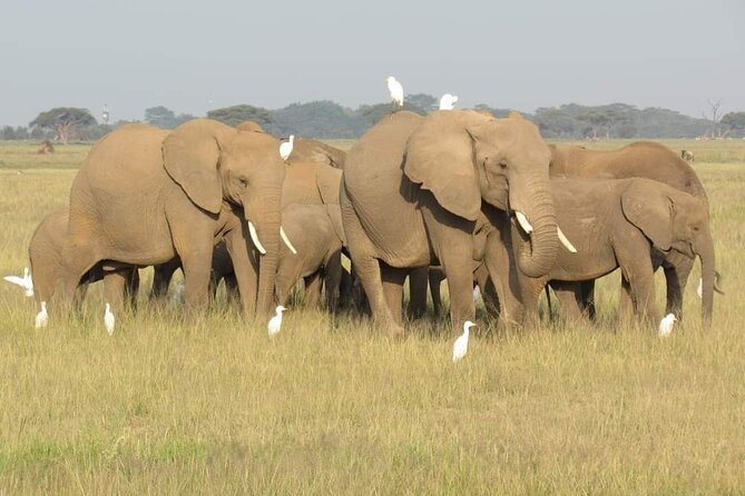 Day Tour To Amboseli National Park From Nairobi - The core safari game drive: elephants, big herds, and Kilimanjaro views