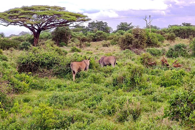 Day Tour To Amboseli National Park From Nairobi - Stop inside the park: general habitat time that keeps your odds strong