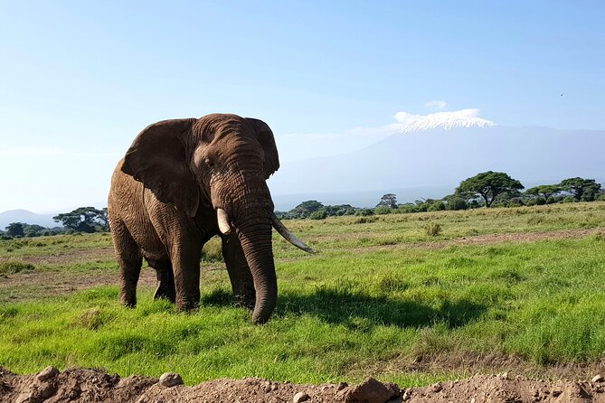 Day Tour To Amboseli National Park From Nairobi - Optional Maasai Village: what you learn, and what it costs
