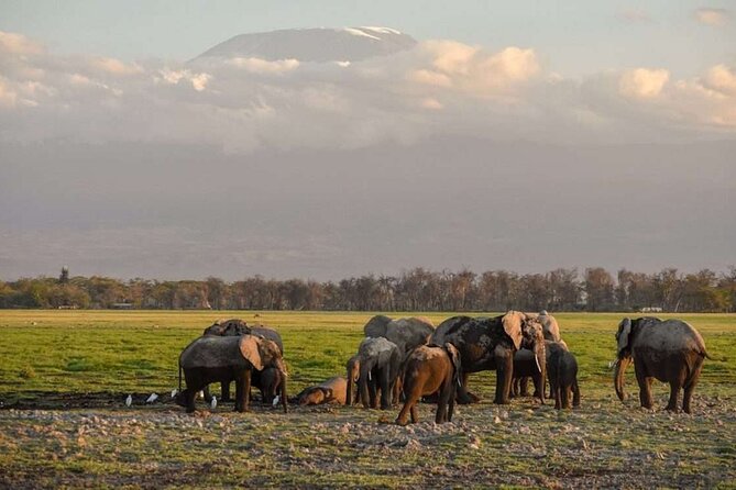 Day tour to Amboseli national park - The pop-up roof safari vehicle: why it changes the photos and the experience