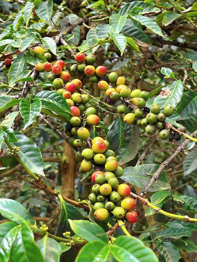Day Tour to Fairview Coffee Estate From Nairobi - Final Thoughts: Should You Book Fairview Coffee Estate From Nairobi?