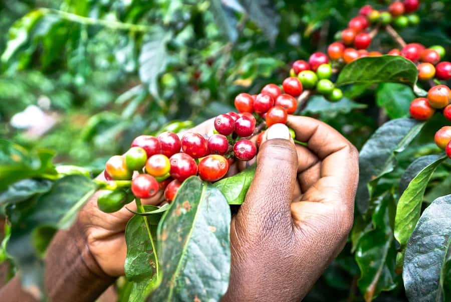 Day Tour to Fairview Coffee Estate From Nairobi - The Estate Walk: Coffee Heritage and How Beans Are Made