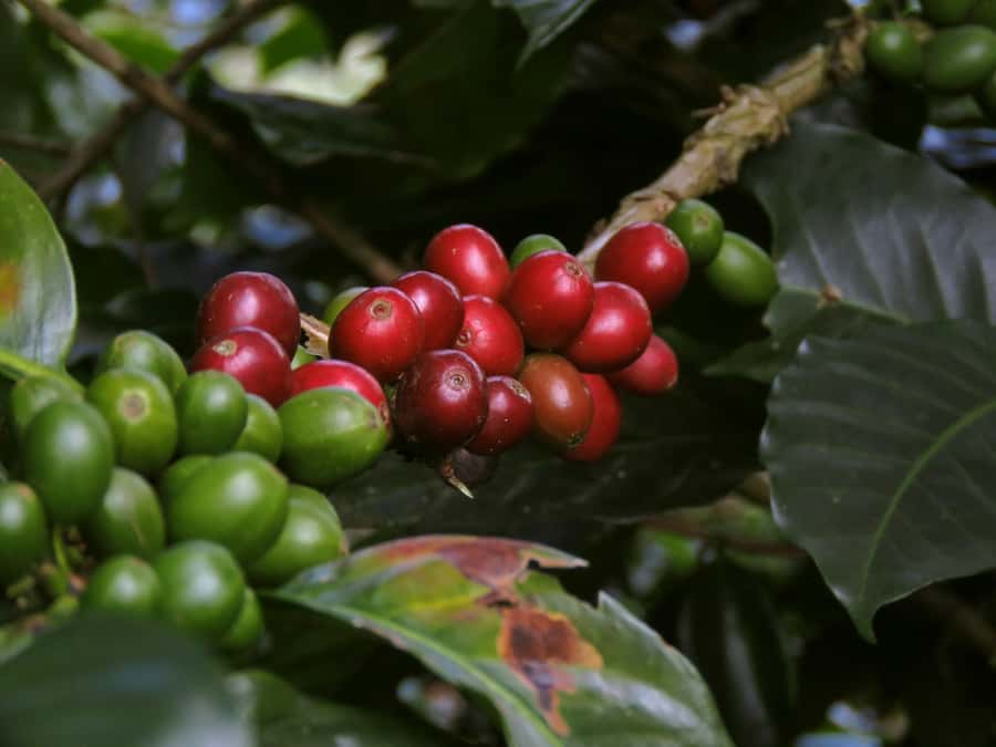 Day Tour to Fairview Coffee Farm - Key highlights to plan around