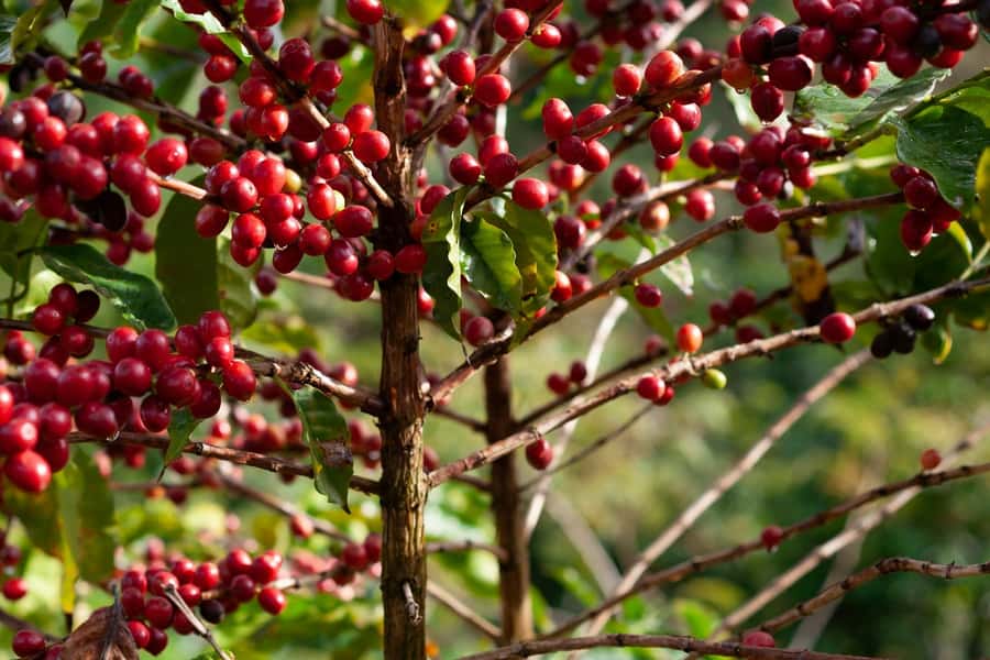 Day Tour to Fairview Coffee Farm - Why Fairview Coffee Estate Is Such a Good Nairobi Coffee Detour