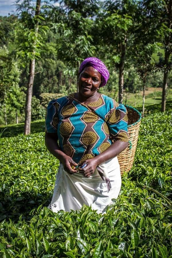 Day Tour to Fairview Coffee Farm - Stage 1 on the farm: history first, so the rest makes sense