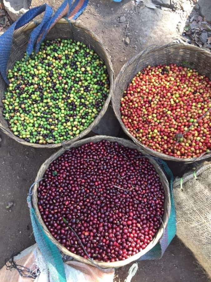 Day Tour to Fairview Coffee Farm - Stage 2 inside the coffee factory: seeing processing you can actually follow