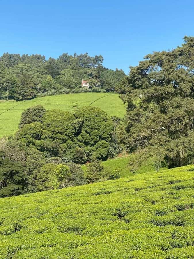 Day Tour to Fairview Coffee Farm - Stage 3 in the coffee lab: roasting, tasting, and how flavors are built