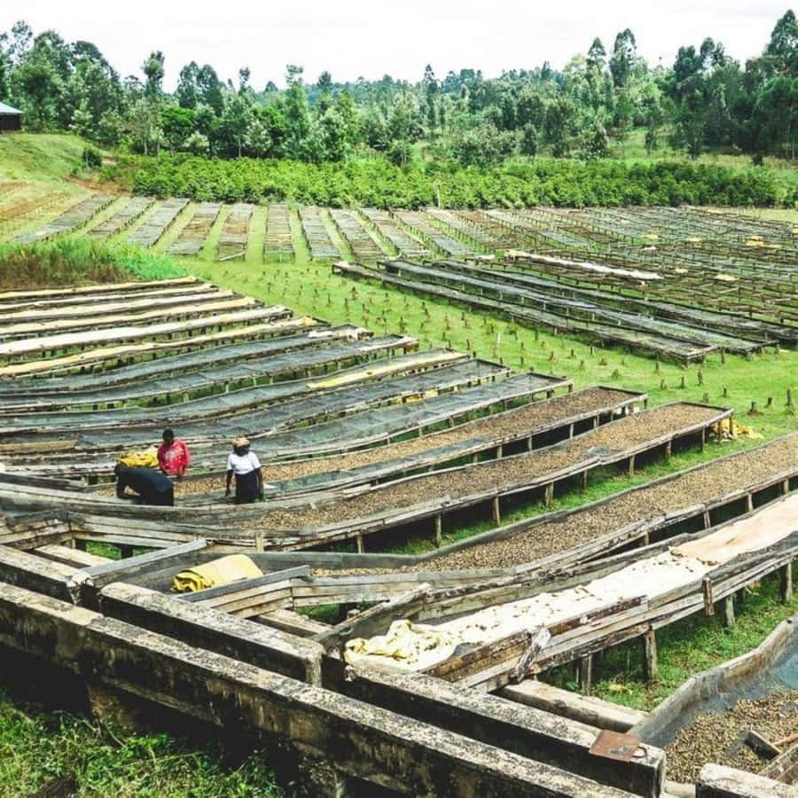 Day Tour to Fairview Coffee Farm - Transport, guide, and what’s actually included