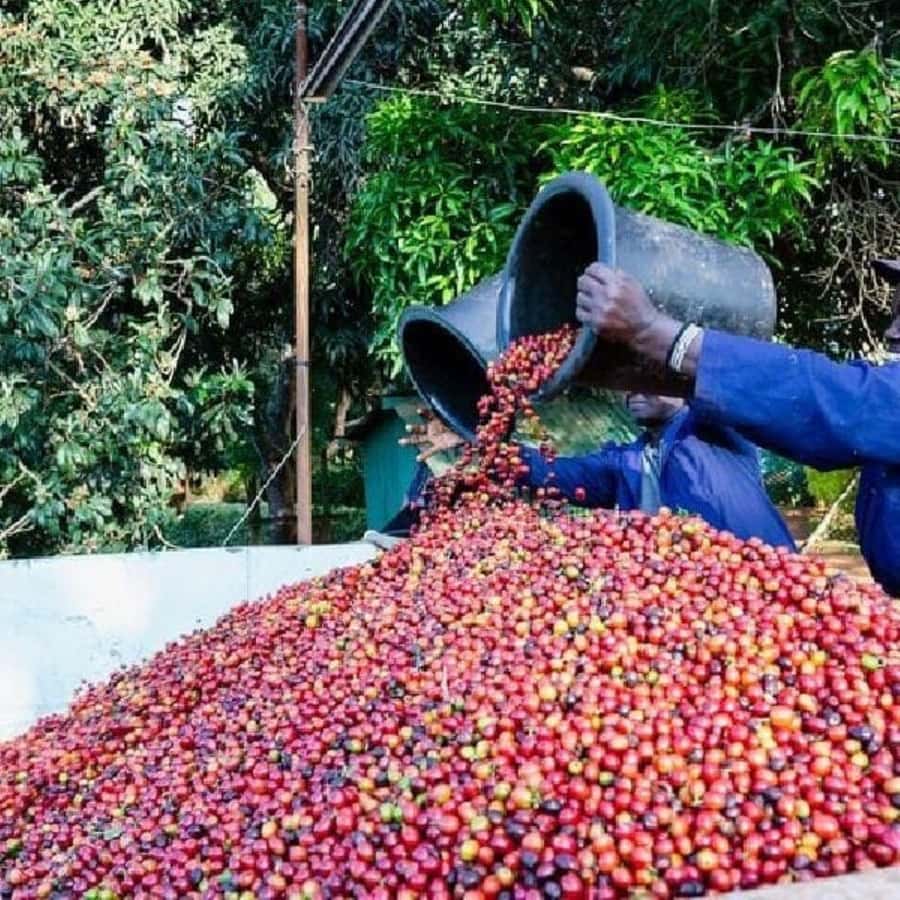 Day Tour to Fairview Coffee Farm - Price and value: what the $50 really covers