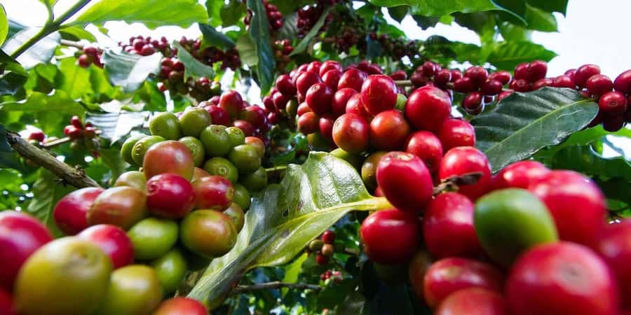 Day Tour to Fairview Coffee Farm - Getting to Kiambu: the van ride that sets expectations